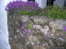 DSCN5519