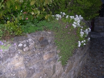 DSCN5542