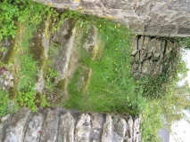 DSCN5738